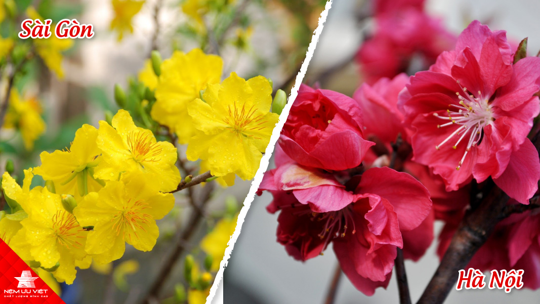 Nệm Ưu Việt nệm lò xo tết Sài Gòn Hà Nội
